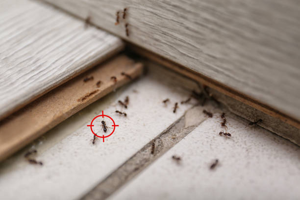Best Cockroach Control Services  in Coppell, TX